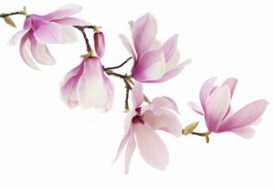 Pink spring magnolia flowers branch