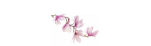 Pink spring magnolia flowers branch