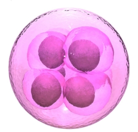 pink embryo