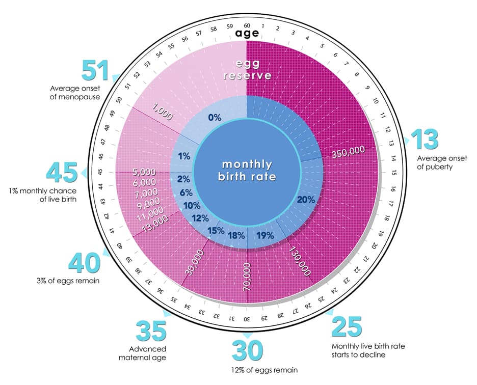 Egg Count and Measuring Fertility - Santa Monica Fertility