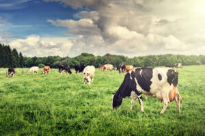 Herd of cows grazing at summer green field